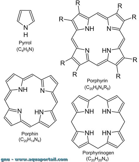 Tétrapyrrole : définition et explications