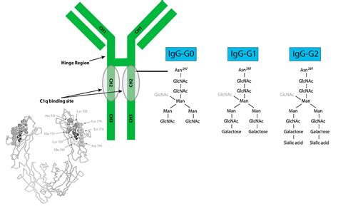 Figure 2 from The immunoglobulin, IgG Fc receptor and complement ...