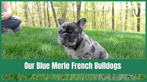 How Much Does A Blue Merle Bulldog Cost?