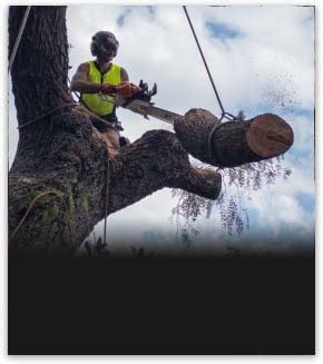 Tree Removal in Melbourne - AP Tree Management