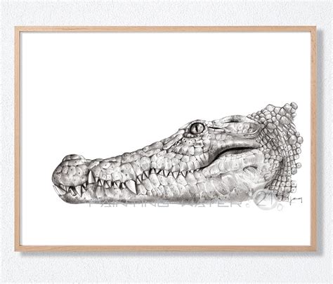 Crocodile, Alligator, Animal Art, Realistic Drawing Pencil, Illustration, Black & White Print ...