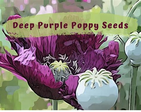 Deep Purple Poppy Flower Seeds - Etsy