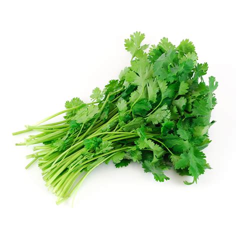 Organic Cilantro Seedlings | Tower Garden Cilantro | Aeroponic Cilantro ...