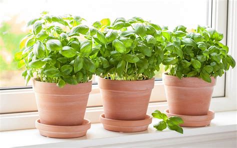 How to Grow Basil (Indoors & Out!) • The Garden Glove