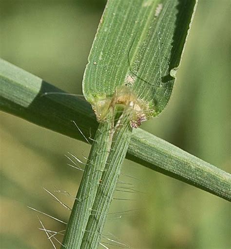 Flora de Malpica de Tajo, Pata de gallina (Digitaria sanguinalis)