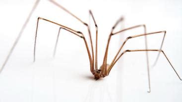 Are daddy longlegs really the most venomous spiders in the world? | Department of Entomology