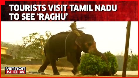 Tourists Flock To See ‘Raghu’ After 'The Elephant Whisperer’ Documentary Movie Wins Oscar ...