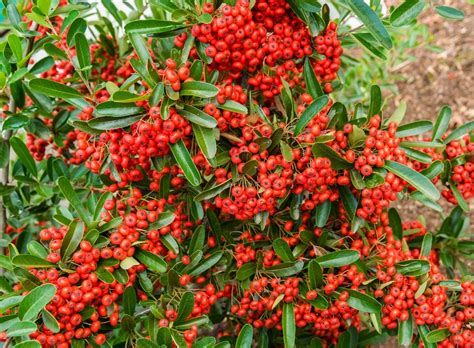 Buy Pyracantha Coccinea Hedge Plants | Pyracantha Red Hedging