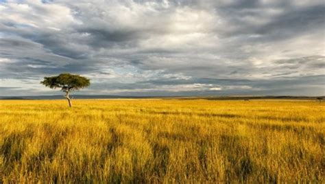 The African Savanna - A wildlife paradise