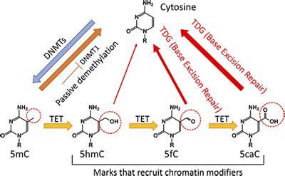 Frontiers | TET-Mediated Epigenetic Regulation in Immune Cell Development and Disease