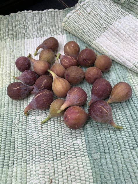 Five years after planting the fig tree, this is the first true harvest we've gotten. In the last ...