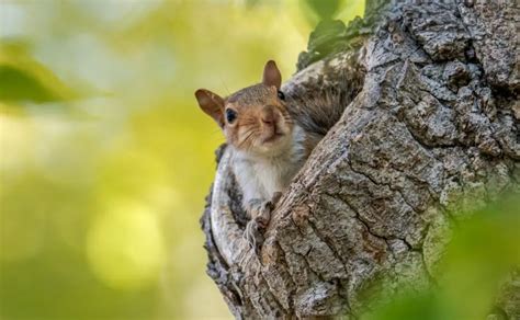 How Do Squirrels Nest? Where, When, How and Why, Squirrel Drey Facts