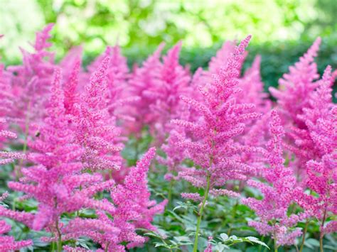 Astilbe Plant Information - How To Grow And Care For Astilbe Flowers