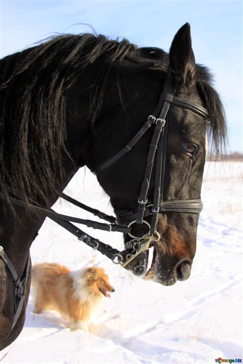 Winter portrait of horse free image - № 12232