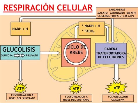 SEPARATAS DE BIOFISICA II: RESPIRACIÓN CELULAR