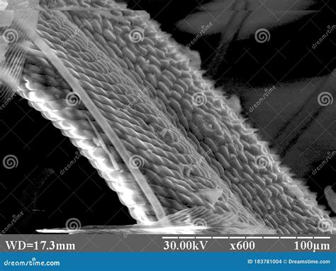 Butterfly tongue structure stock photo. Image of micromorphology - 183781004