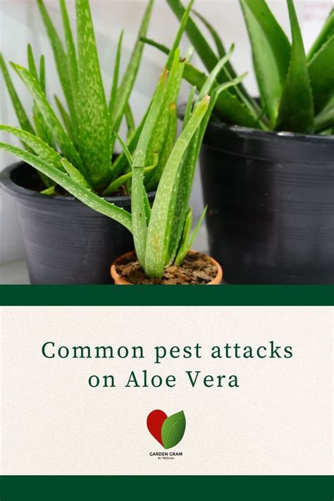 Common pest attacks on Aloe Vera | Organic soil mix, Garden pests ...