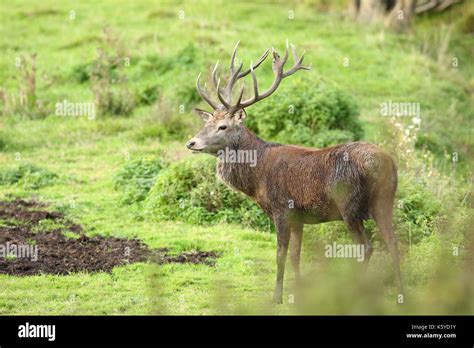 Red deer - rutting season Stock Photo - Alamy