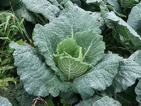 Savoy cabbage - Wikipedia