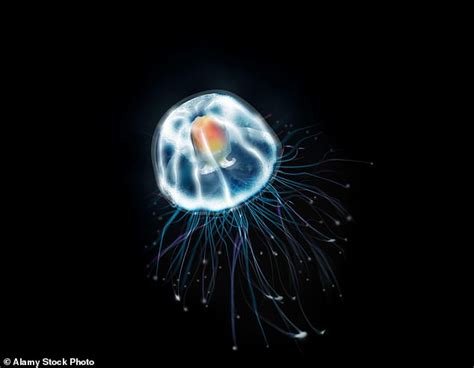 'Immortal' jellyfish lead to clues on how to improve human lifespan ...