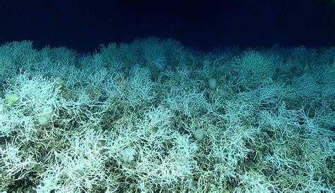 New Study Finds Largest Known Deep-sea Coral Reef Habitat