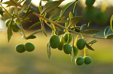 Oleaceae - Família das Oleáceas - Plantas - InfoEscola