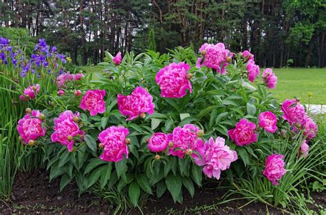 How to Plant Peony in Your Garden (Tricks to Care)