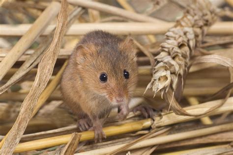 Wildlife ‘thriving’ thanks to sensitive farming in Gilbert White’s ...