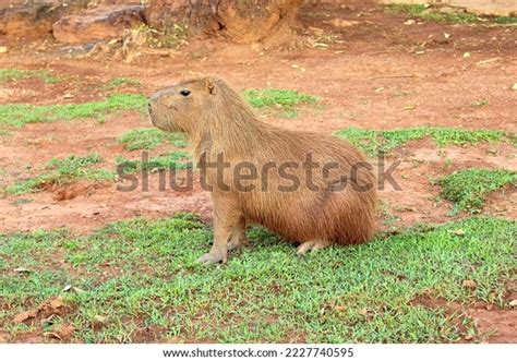 Capybara One Largest Rodents World Stock Photo 2227740595 | Shutterstock