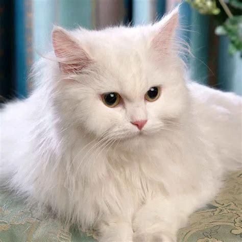 Buy Persian Cat Price in India: Check Persian Cat Price in Delhi, Gurgaon, Noida, Ghaziabad ...