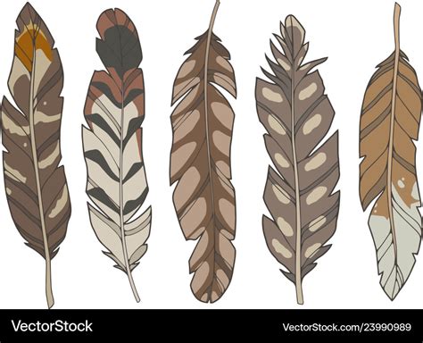 Eagle feathers Royalty Free Vector Image - VectorStock