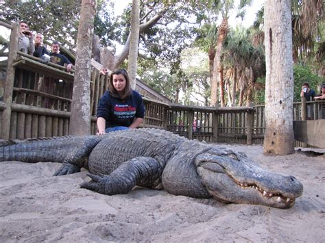 I worked at the Alligator Farm for a spell, got to take this sweet picture while I was there ...