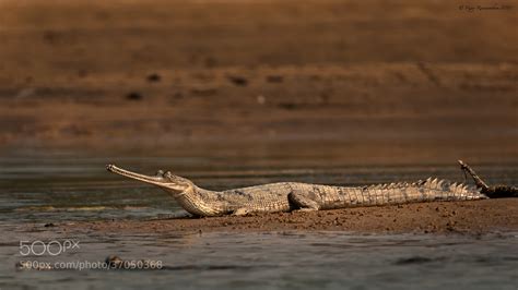 Photograph Gharial by Vijay Ramanathan on 500px