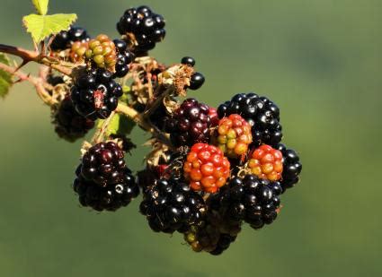 Wild Berry Identification | LoveToKnow