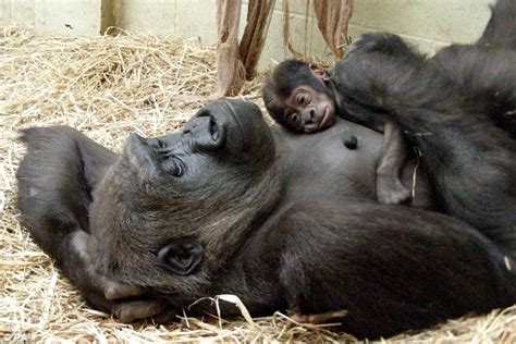 The Quirky Globe: First baby gorilla in 20 years for London Zoo.