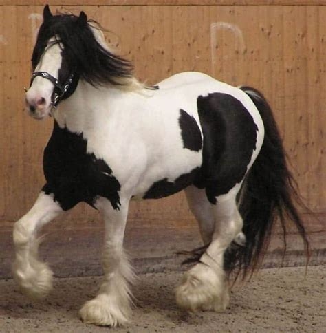 A Breed In The Making: The Miniature Gypsy Horse