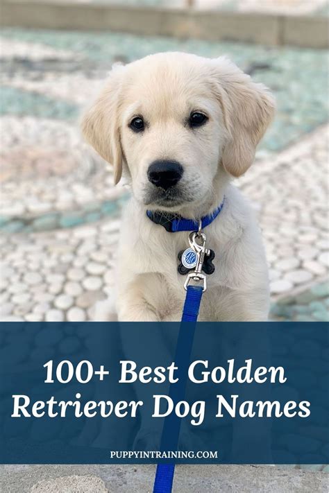 100+ Golden Retriever Dog Names - What Should You Name Your Puppy? in ...