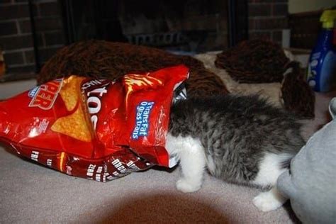 20 Cats Eating Human Food | Human food, Cat eating, Cats