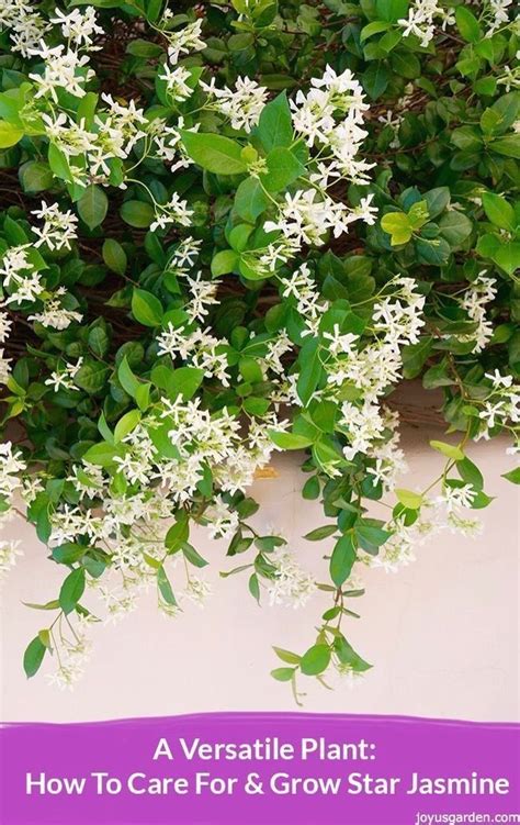 Star Jasmine Care and Growing Tips | Joy Us Garden | 1000 in 2020 | Jasmine plant, Garden vines ...