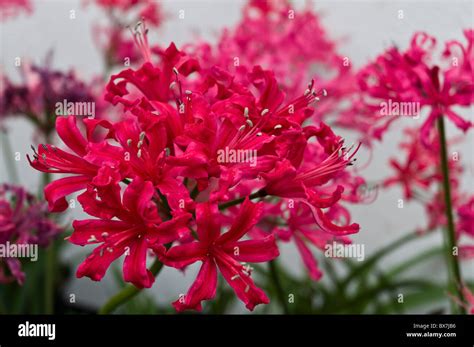 dh Guernsey lily LILIES GUERNSEY Bunches of Guernsey lilies displayed in Candie park greenhouse ...