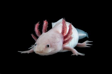 The largest genome ever: Decoding the Axolotl - HITS