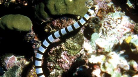 sea snake | Types, Habitat, & Facts | Britannica