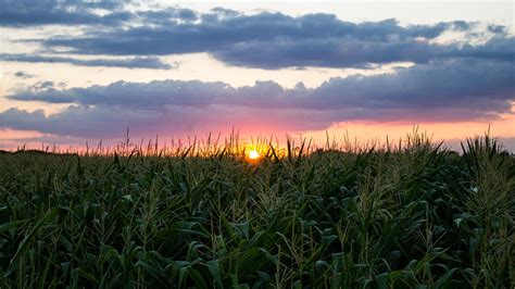 Sunset over corn field | Flickr - Photo Sharing!