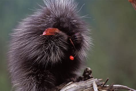 Baby Porcupine Eating High Brush Photograph by Steven J. Kazlowski / GHG - Fine Art America