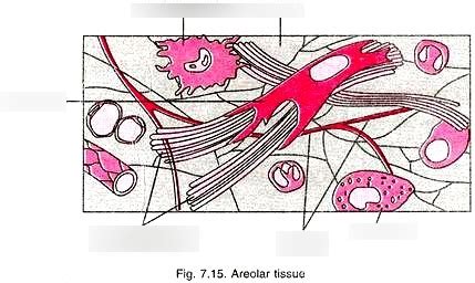 Connective Tissue Diagram Labeled