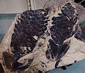 Category:Sarcopterygii fossils - Wikimedia Commons