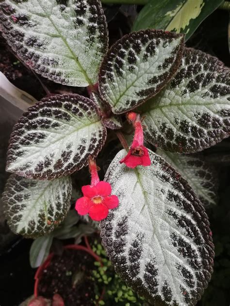 Garden Chronicles of James David: Episcia Collection - Chocolate Soldier