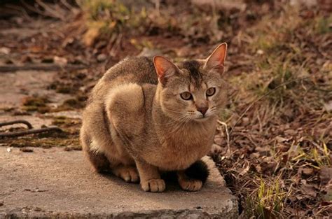 Chausie Cat Breed Information and Pictures - PetGuide | PetGuide