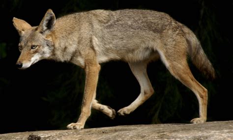 'Souls Wiki | Resources / Mexican Coyote (''Canis latrans baileyi'')