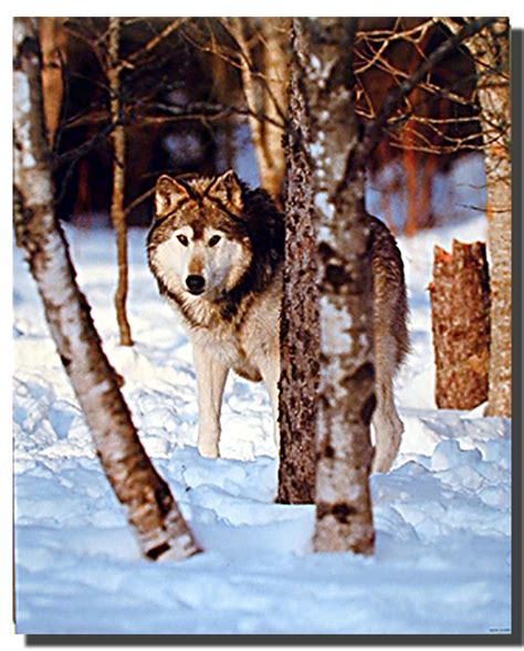 Gray Wolves in Snow Poster | Animal Posters | Wolf Posters